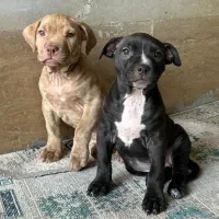 سگ شجره دار