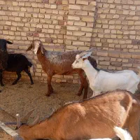 کره نر وتغل