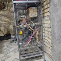 طوطی خورشیدی شرطی|پرنده|سوسنگرد, |دیوار