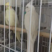 عروس هلندی مولد دوکت البینو و لوتینو با قفس و لانه