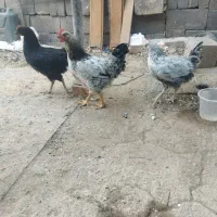 مرغ وخروس