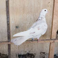 5 تا کفتر تهرانی پرشی