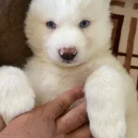 سامویید دو ماهه