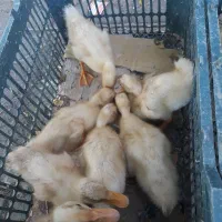 جوجه اردک یک ماهه سالم و سرحال