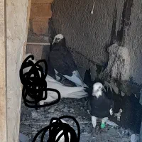 کبوتر|پرنده|کنگاور, |دیوار
