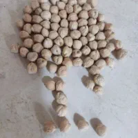 نخود پاییزه بذر ترکی|عمدهفروشی|جعفرآباد, |دیوار