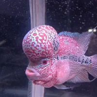 فلاور کینگ srd