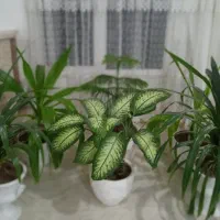 فروش تعدادی گلدان گل طبیعی