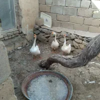 قو قاز|حیوانات مزرعه|قروه, |دیوار