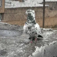 کبوتر غریب گیر