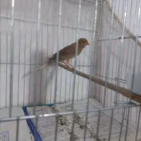 قناری اصیل جوجه ۳ ماهه