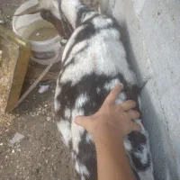 دو عدد کهر نزار