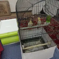 فروش دو جفت عروس هلندی|پرنده|خرمشهر, |دیوار