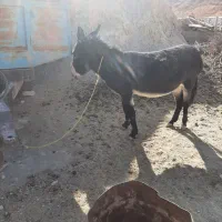 الاغ سرحالوگوسفندی|حیوانات مزرعه|اسفراین, |دیوار