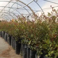 نهال خرنوب گلدانی