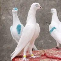 کبوترپاکستانی