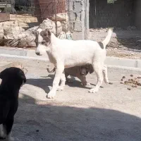 توله