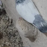 کبوتر سینه ابی