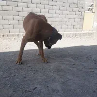 پیت بول نر ۲ساله|سگ|کرج, اسدآباد|دیوار