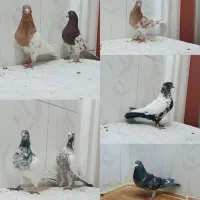7 عدد کبوتر بضمانت پرش و غریب