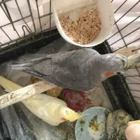 جوجه عروس هلندی