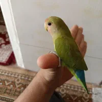 کوتوله برزیلی|پرنده|شیراز, کوزه گری|دیوار