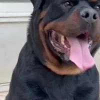 روتوایلر / کنکورسو / شجره دار