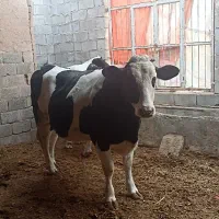 دو راس گاو شیری