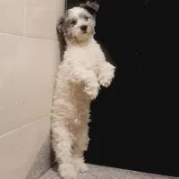 سگ شیتزو|سگ|شیراز, گویم|دیوار