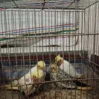 فروش عروس هلندی