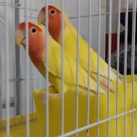 طوطی برزیلی