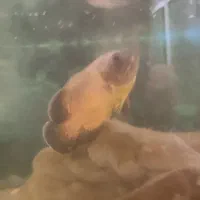 ماهی اسکار|ماهی|بجنورد, |دیوار