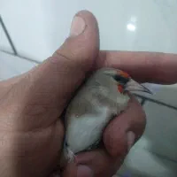 سره کرمانی|پرنده|فولادشهر, مسکن مهر فولادشهر|دیوار