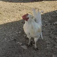 باسلام فروش ۱عددخروس گلین درجه ۱