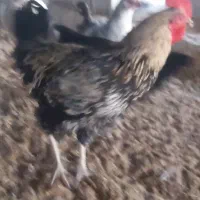 خروس ومرغ محلی ۳۰عدد وزن بالاوتخم مرغ نطفه دار|حیوانات مزرعه|هادی شهر, |دیوار