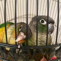 گرین چیک|پرنده|مشهد, ادیب نیشابوری (شهرک غرب)|دیوار