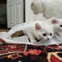 گربه