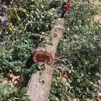 خرید انواع چوب باغی