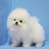 سگ توله پامر . پامرانین خرسی سفید ۷۲ روز|سگ|تهران, ایوانک|دیوار