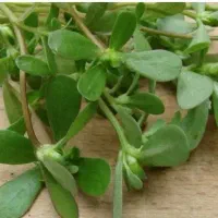 سبزی خرفه