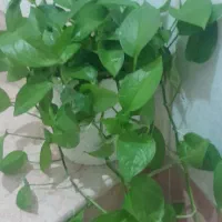پتوس قیمت مناسب