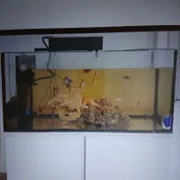 آکواریوم 130 سانتی با قابلیت آب شور|ماهی|پردیس, فاز ۴|دیوار