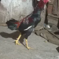 خروس لاری بشرط نصل