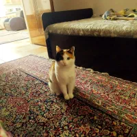 گربه گم شده