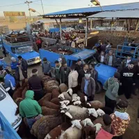 گوسفند زنده به شرط آب نمک نخورده به شرط سلامت گوشت