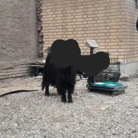 بزوبیگ پنچره بفروش میرسد