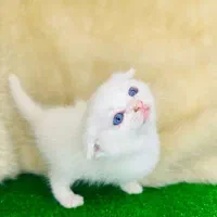 گربه هایی با نژادهای لوکس و اصیل A.F|گربه|تبریز, |دیوار