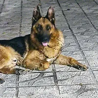 ژرمن شپرد نر