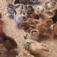 جوجه مرغ و خروس رسمی.محلی گلپایگان. کاکلی