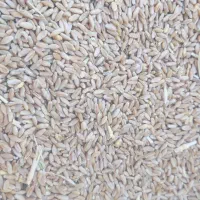 بذر گندم 400کیلو|گل و گیاه طبیعی|بانه, |دیوار